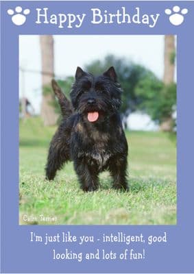 Cairn Terrier