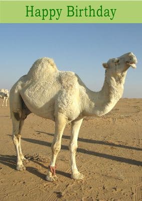 Camel