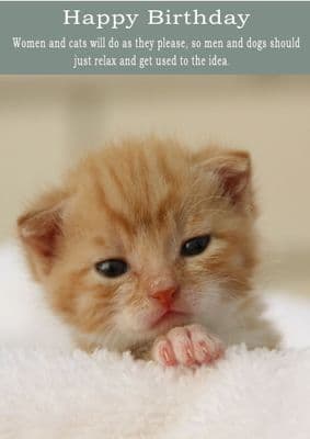 Cats-Birthday Card