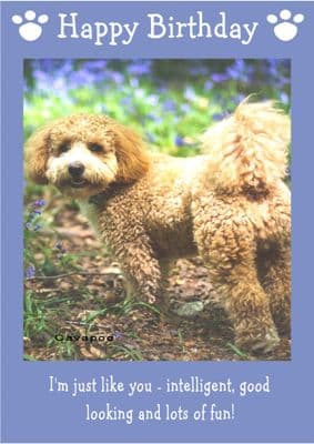 Cavapoo