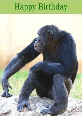 Chimpanzee