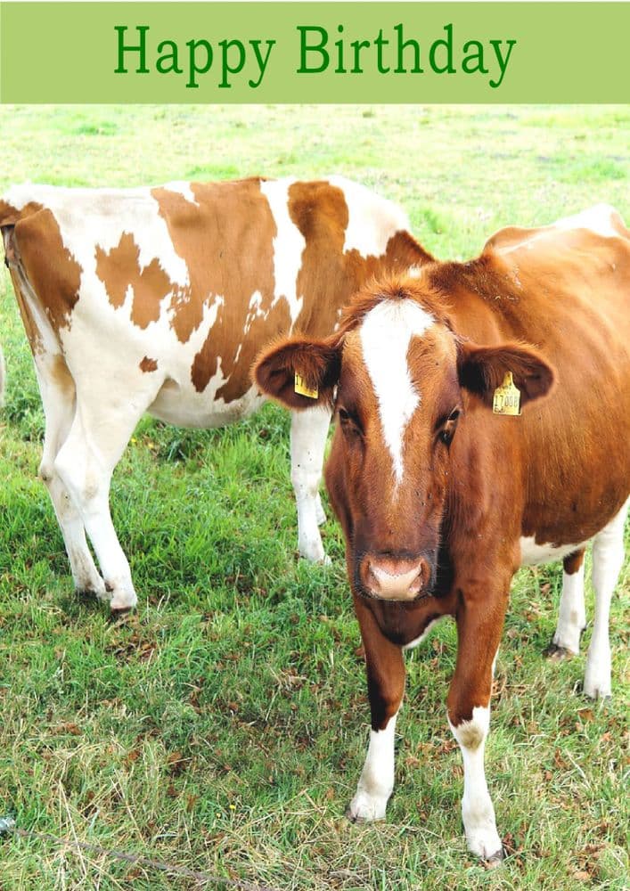 Cow