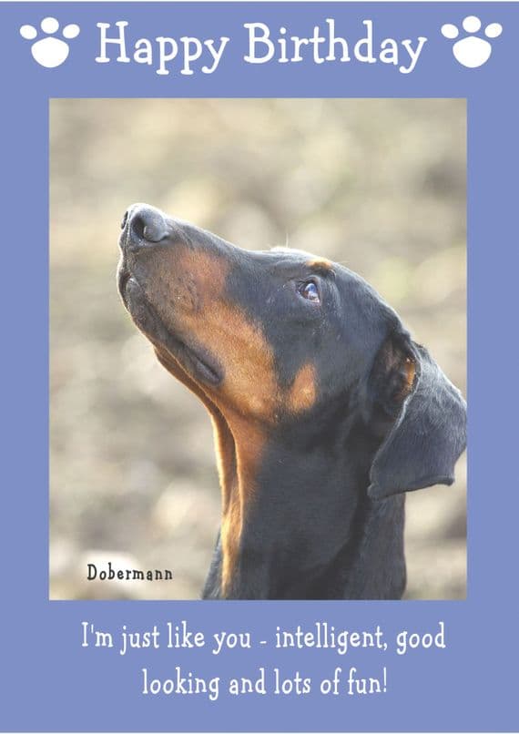 Dobermann