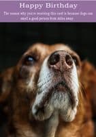 Dogs-Birthday Card