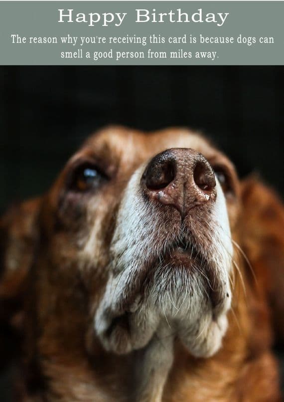 Dogs-Birthday Card