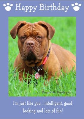 Dogue De Bordeaux