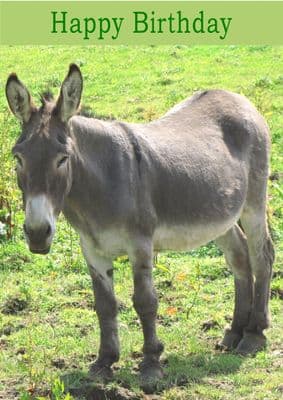Donkey