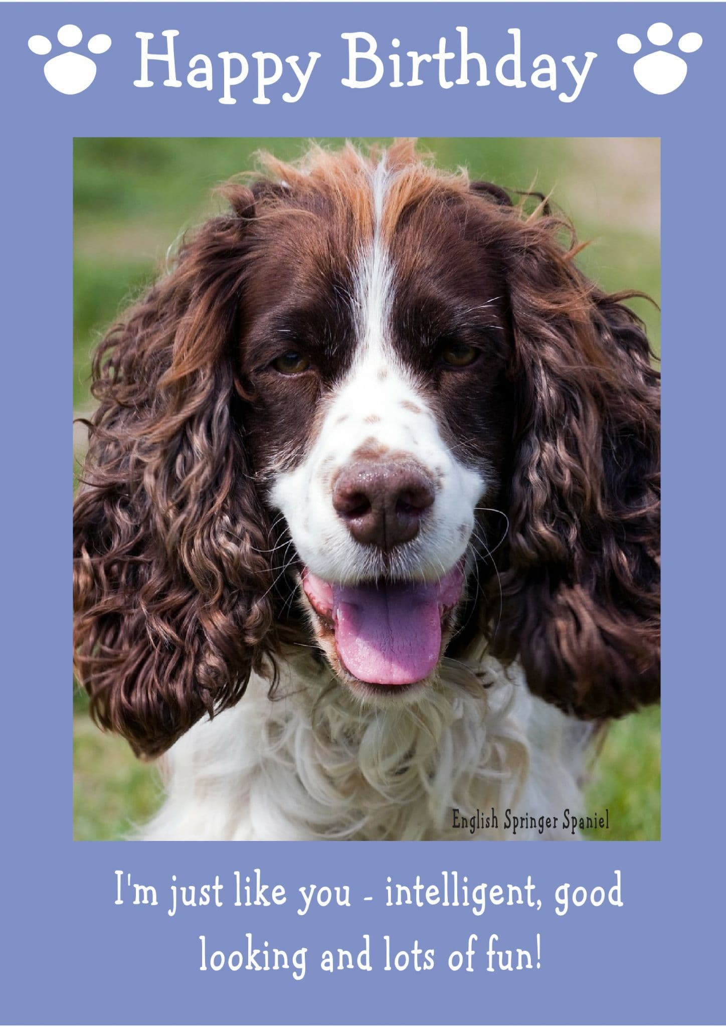 English Springer Spaniel