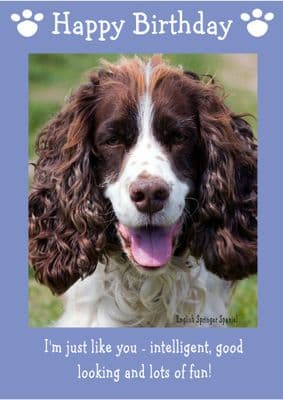 English Springer Spaniel