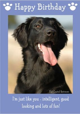 Flat Coated Retriever