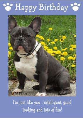 French Bulldog