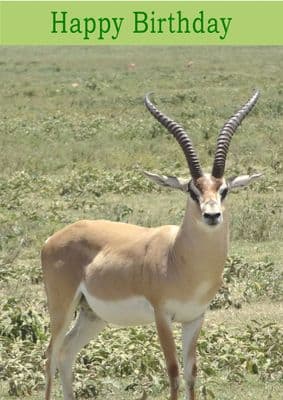 Gazelle