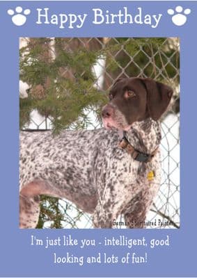 German Short Haired Pointer