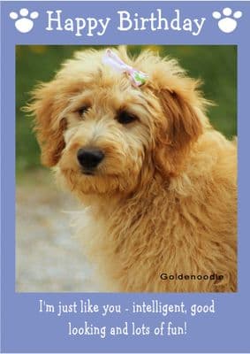 Goldenoodle