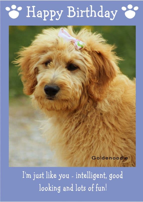 Goldenoodle