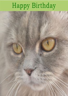 Grey Cat