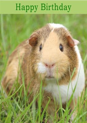 Guinea Pig