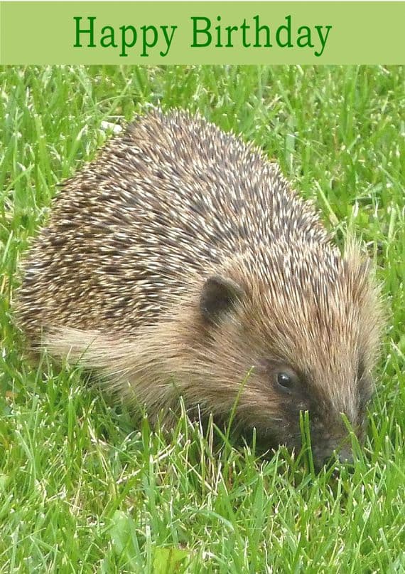 Hedgehog