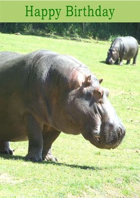 Hippopotamus