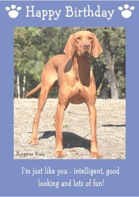 Hungarian Vizsla