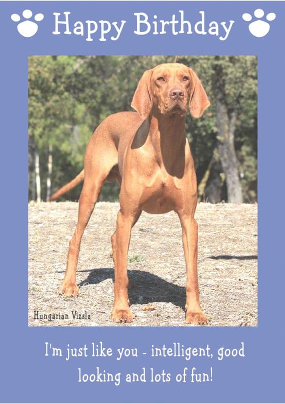 Hungarian Vizsla