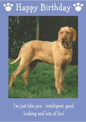 Hungarian Wire Haired Vizsla