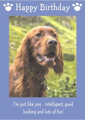 Irish Setter