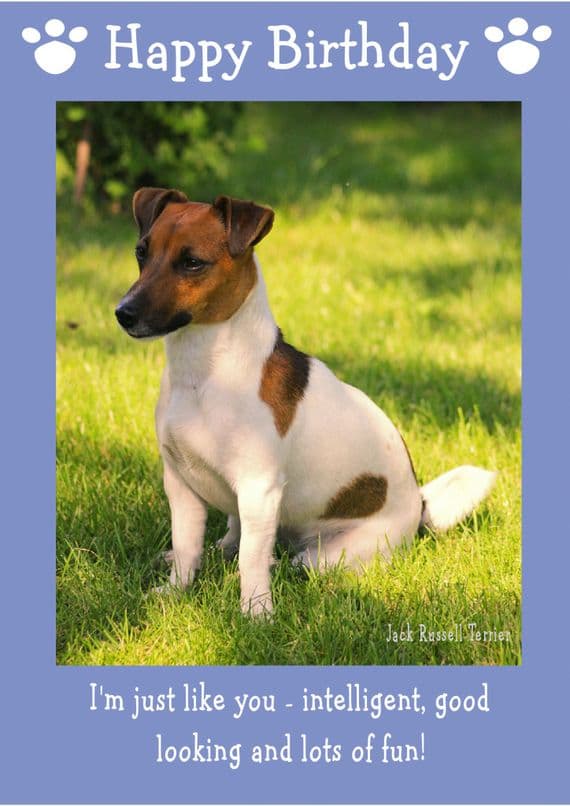 Jack Russell Terrier