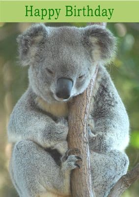 Koala Bear