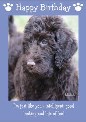 Labradoodle