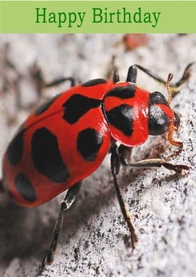 Ladybird