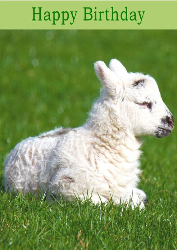 Lamb
