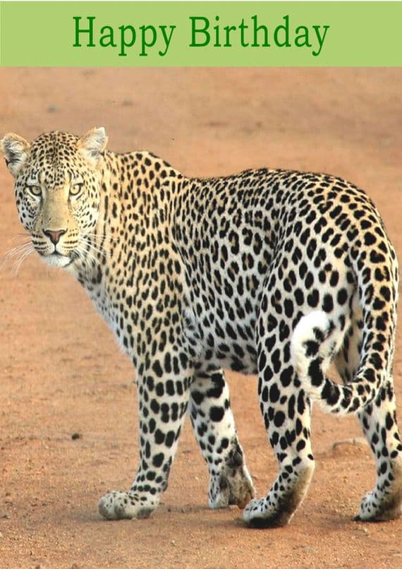 Leopard