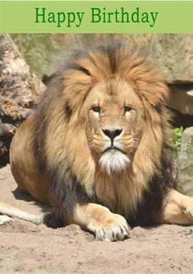 Lion