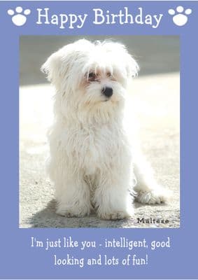 Maltese