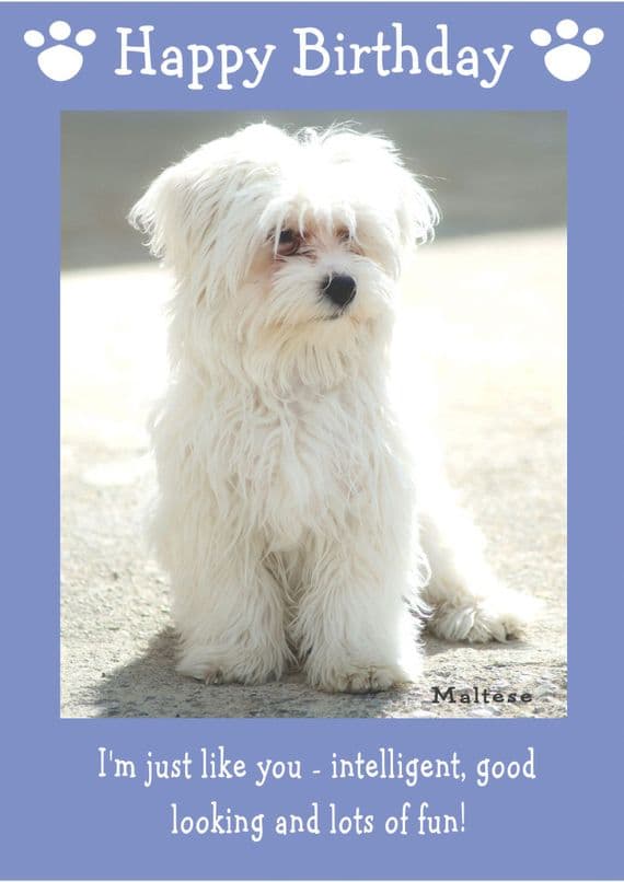 Maltese