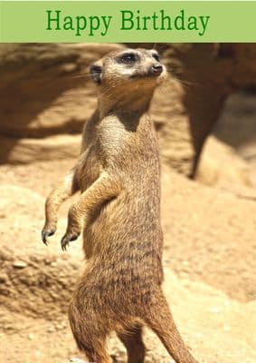 Meerkat