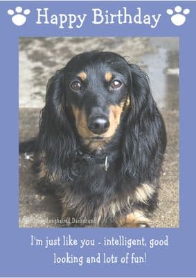 Miniature Long Haired Dachshund