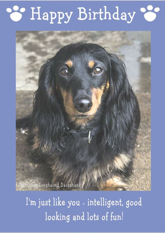 Miniature Long Haired Dachshund