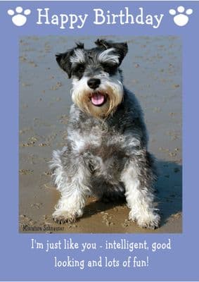 Miniature Schnauzer