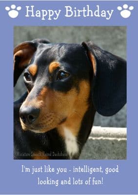 Miniature Smooth Haired Dachshund