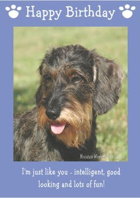 Miniature Wire Haired Dachshund