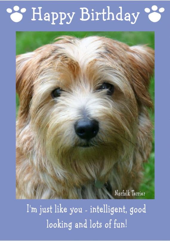 Norfolk Terrier