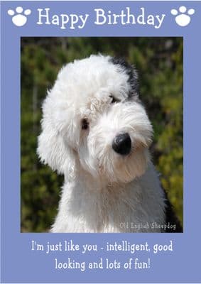 Old English Sheepdog