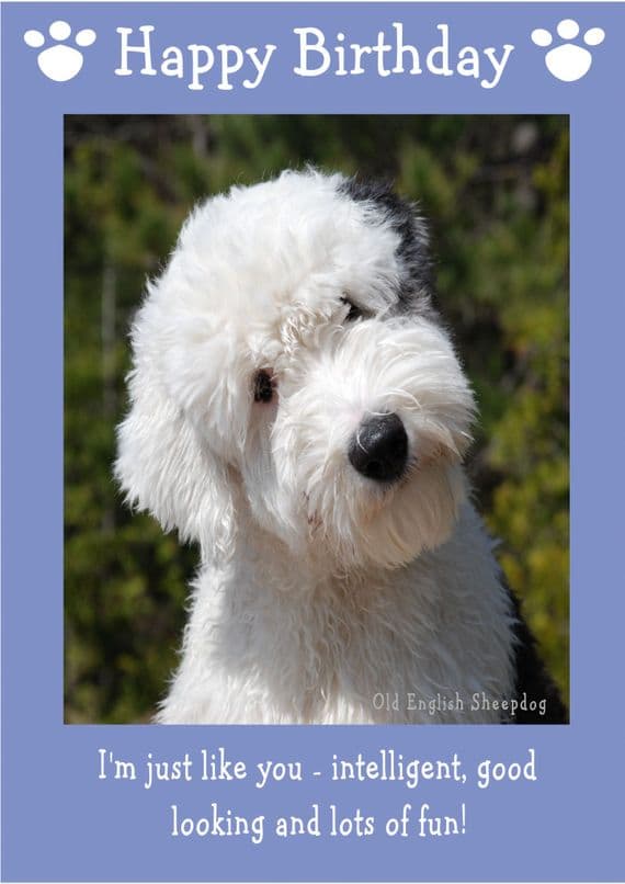 Old English Sheepdog