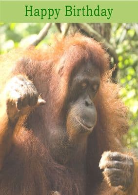 Orangutan