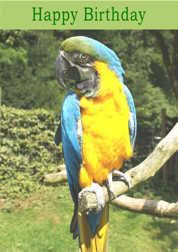 Parrot