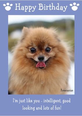 Pomeranian