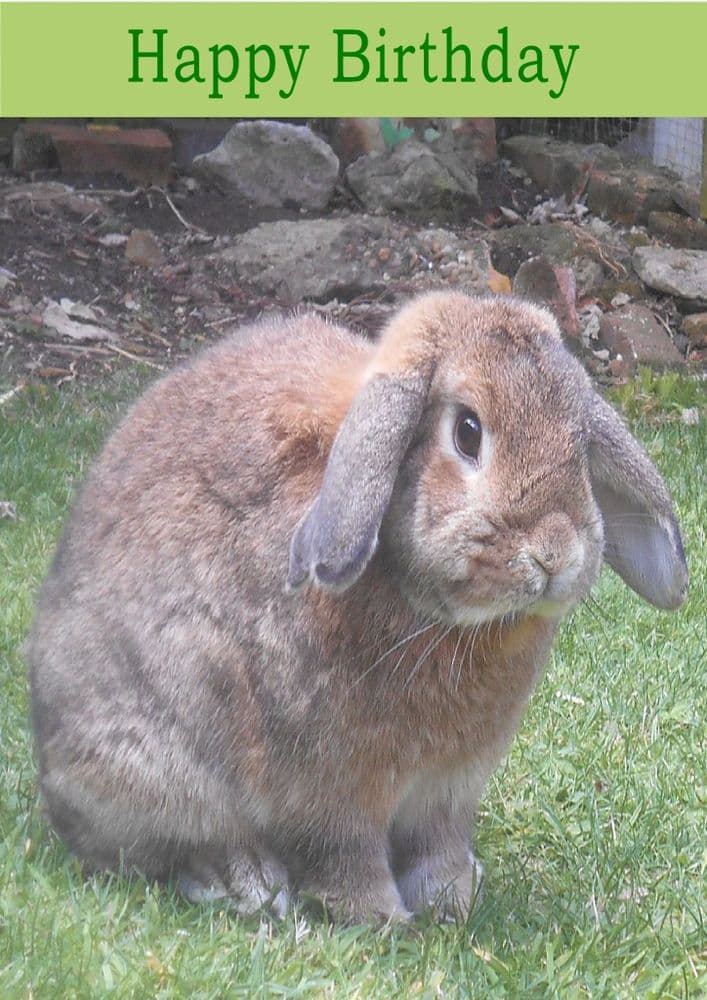 Hurrah Rabbit Rabbit