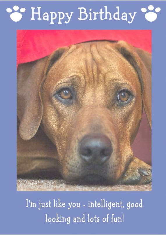 Rhodesian Ridgeback